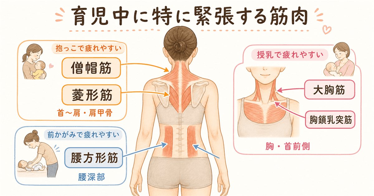 育児中に特に緊張する筋肉:部位別に知っておこうの図解