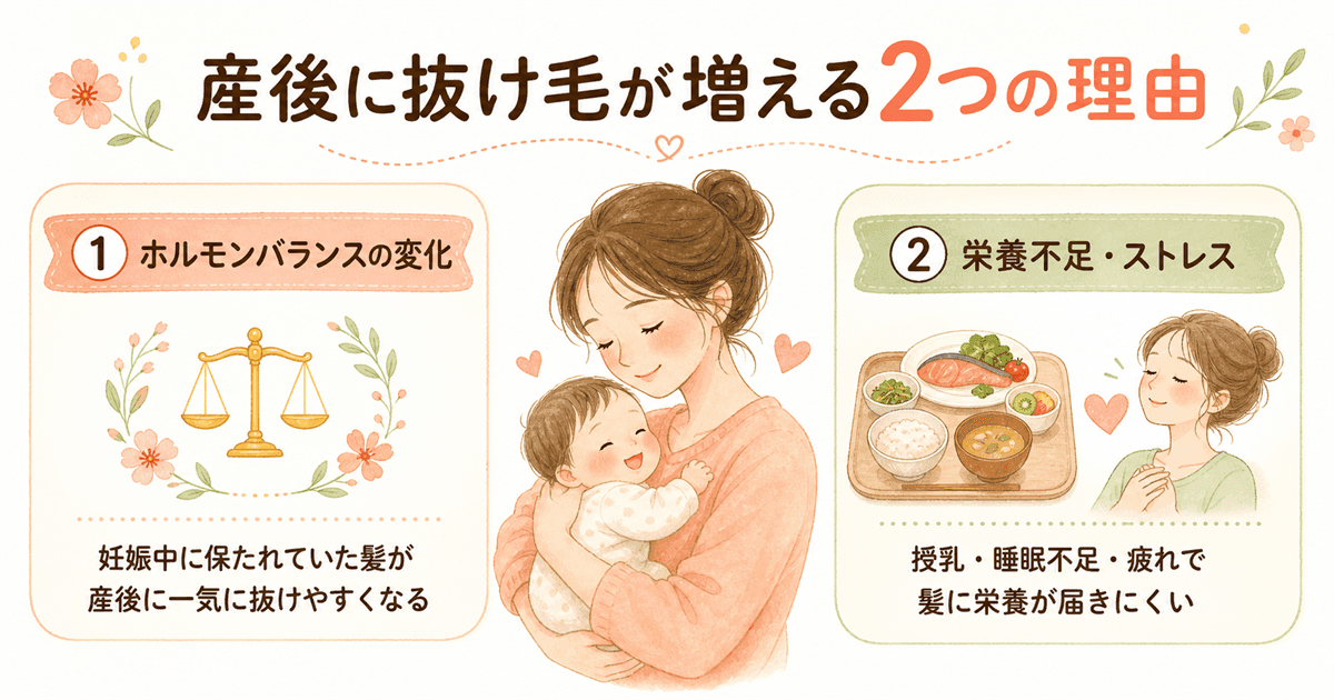 産後に抜け毛が増える2つの理由の図解