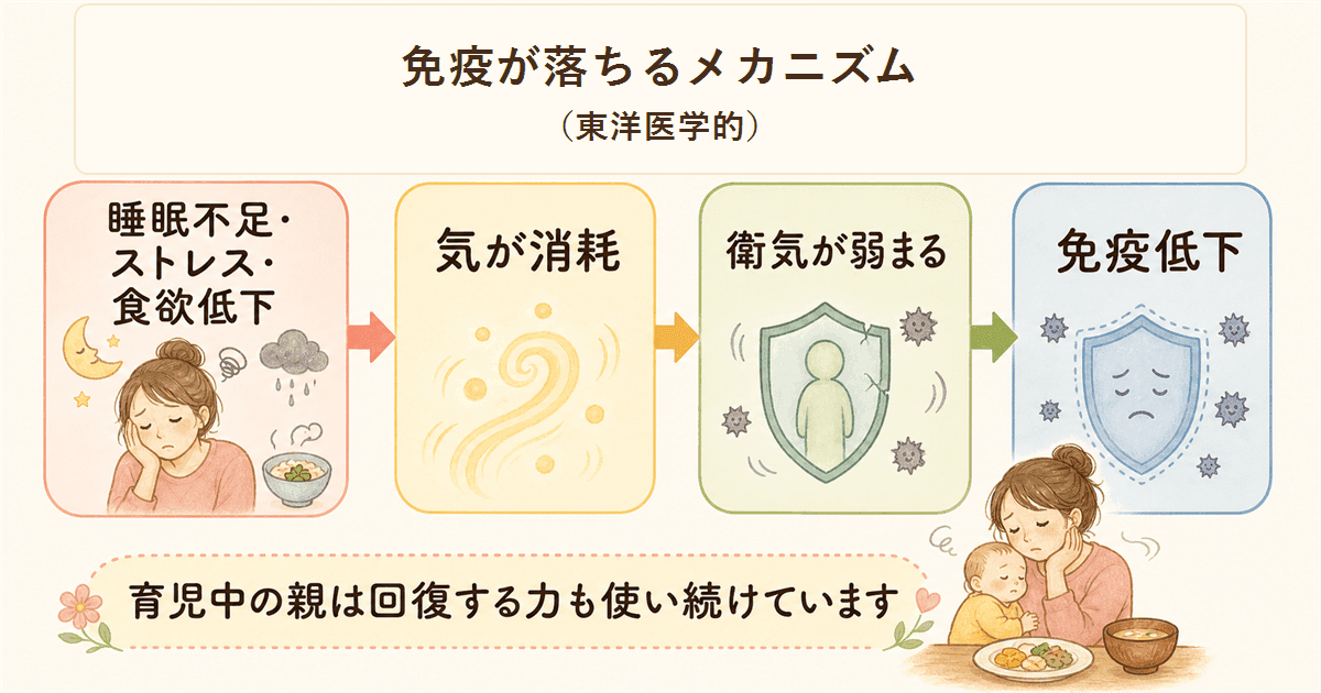 免疫が落ちるメカニズム:肺・脾・腎の三臓と衛気の関係