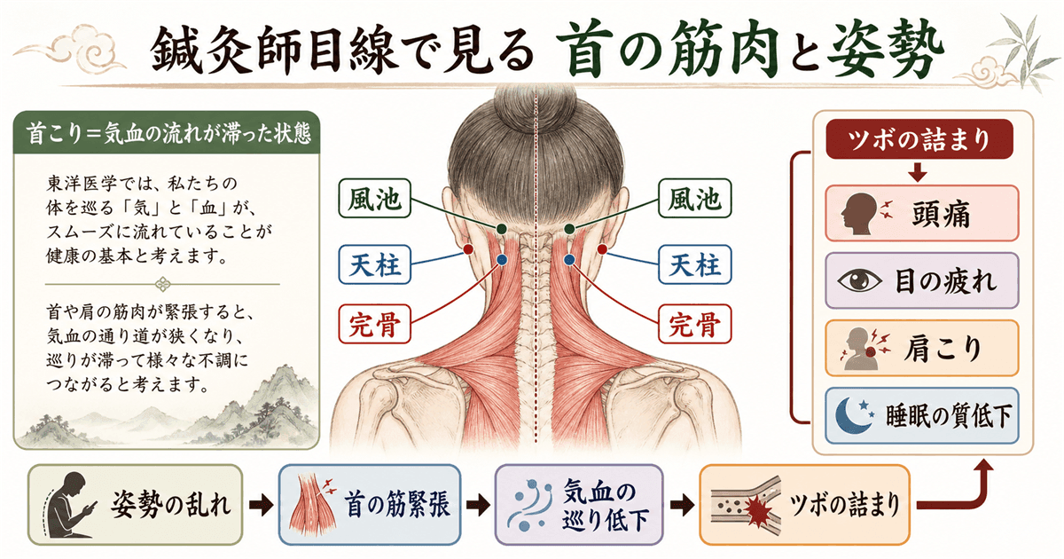 鍼灸師目線：首の筋肉と姿勢の関係・気血の流れと重要なツボ