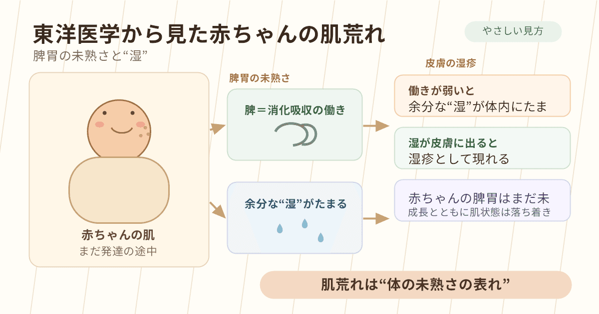 東洋医学から見た赤ちゃんの肌荒れ:脾胃の未発達と湿の蓄積