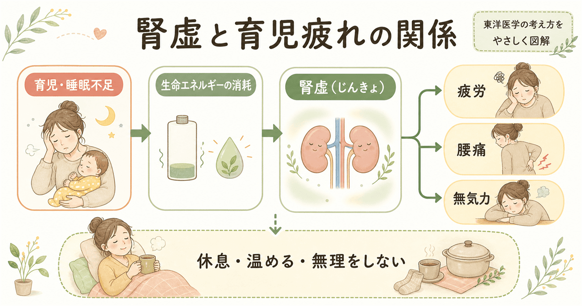 東洋医学的な腎虚(じんきょ)と疲労の関係